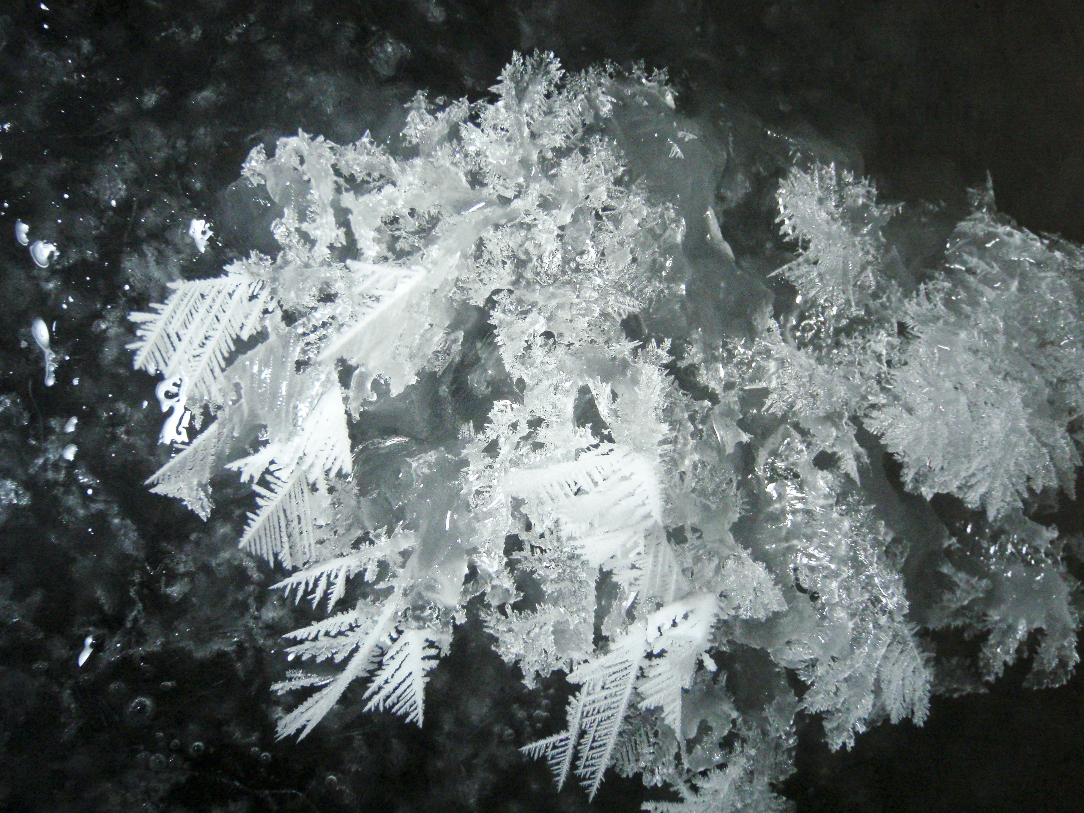Flowers on sea ice?